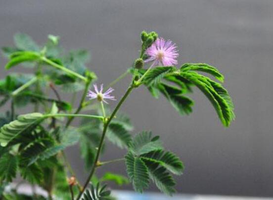 含羞草怎么養(yǎng)開(kāi)花，注意盆土配置、光照充足