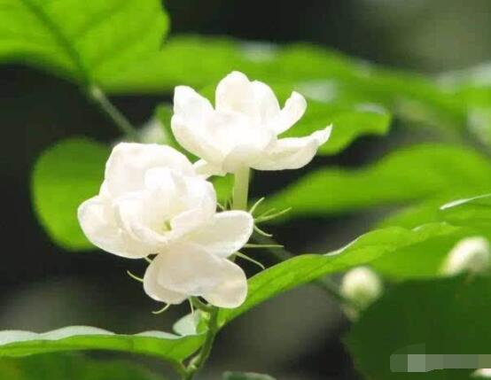 茉莉花的養殖方法和注意事項，老農總結最實用八大養殖方法