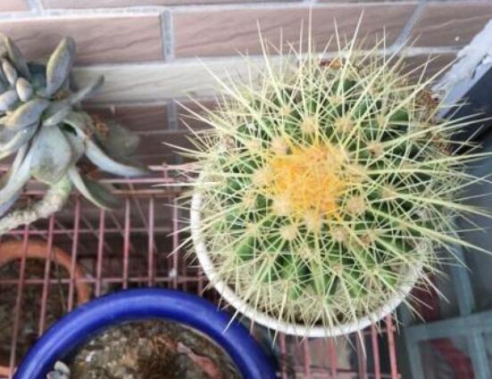 仙人球爛了怎么辦，及時修剪爛根、消毒/保持通風透氣
