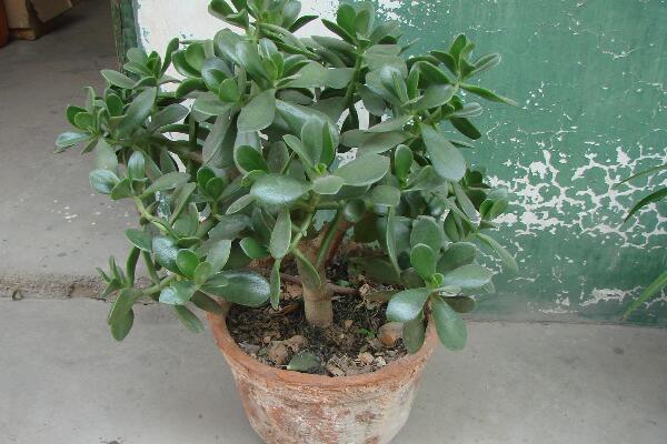 玉樹和燕子掌哪個(gè)貴，燕子掌的價(jià)值更高