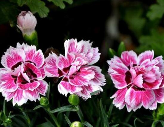 康乃馨一年開(kāi)幾次花，一年只開(kāi)一次花