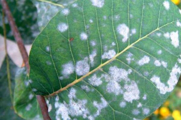 薔薇花病害及防治方法，四種病害的癥狀以及防治