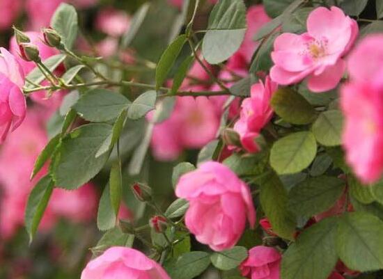 薔薇花的修剪方法，一年可修剪兩次（7-8月/花后12月）