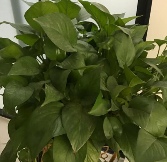綠蘿有毒嗎，有毒千萬別當菜吃