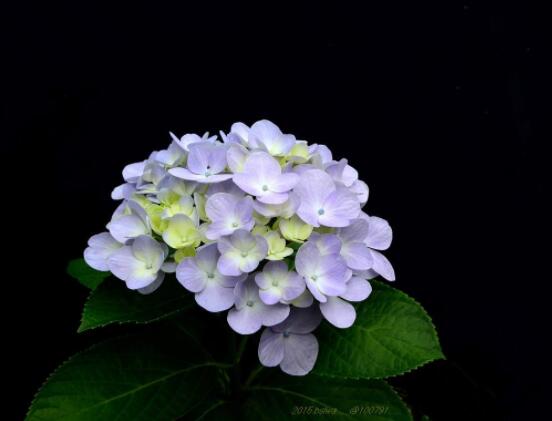 繡球花怎么過冬，教你四點養殖技巧便安然過冬