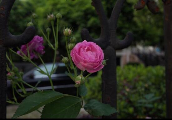 家庭種植薔薇花有什么好處，薔薇花是綠花遮陰的好幫手