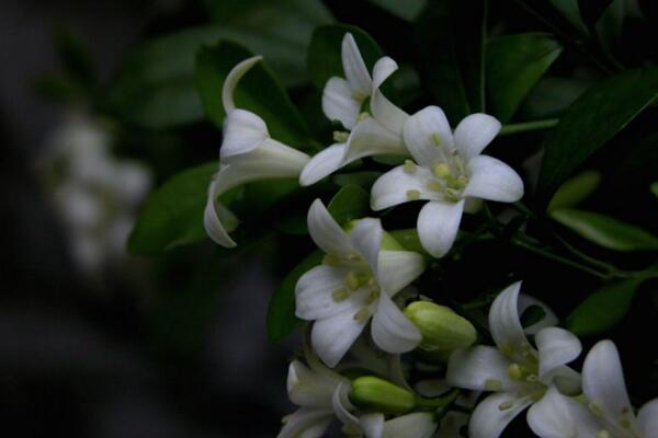 怎么讓九里香開花，5個(gè)要點(diǎn)可讓它的花開得更旺、更久
