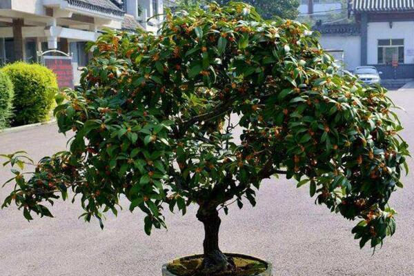 桂花怎么養(yǎng)才長(zhǎng)得好，5步教你養(yǎng)好桂花