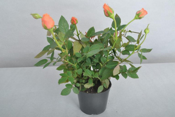 月季花的栽培方法，5步即可完成月季花栽培