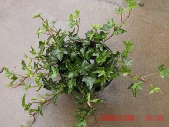 怎樣讓常春藤長得快，教你六個要點生長枝繁葉茂