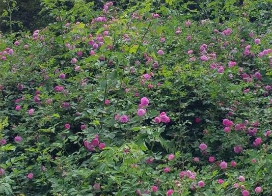 家庭種植薔薇花有什么好處，薔薇花是綠花遮陰的好幫手