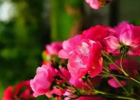 野薔薇花，野薔薇花特點(diǎn)