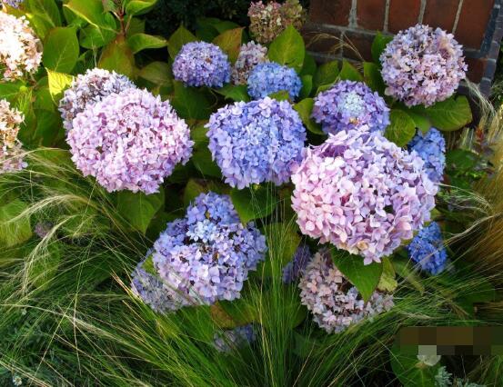 繡球花花期多久，花開(kāi)花謝持續(xù)25天(6-8月開(kāi)花)