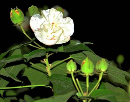 白色芙蓉花花語是什么，代表著早熟、纖細(xì)之美、純潔