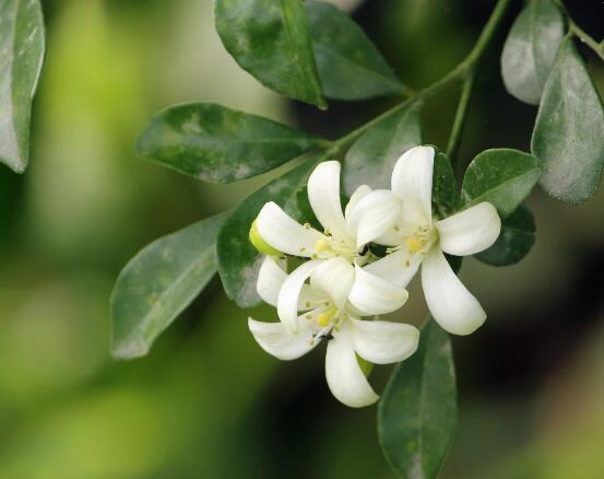 盆栽九里香的養(yǎng)殖方法，老農(nóng)教你七個最實用基本方法