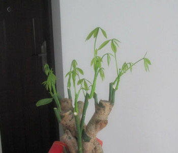 發財樹怎么修剪，發財樹的修剪方法圖