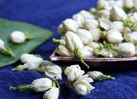 茉莉的花語，地區(qū)和數(shù)量不同代表的寓意也不同