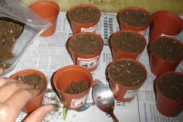矮牽牛花種子播種方法，只需要簡單的5步即可