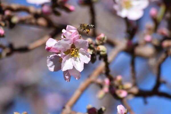 櫻花掉葉子怎么辦，掉葉子原因以及解決方法
