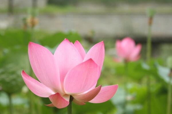 荷花怎么養(yǎng)殖，想養(yǎng)好荷花必須要做好以下5點(diǎn)