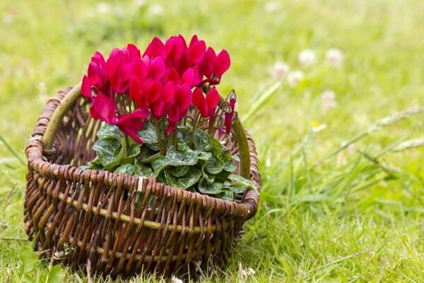 仙客來花期養護及花后管理，最重要的5個步驟