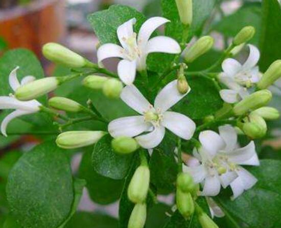 九里香什么時候開花，九里香一年開幾次花(七月盛開)