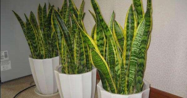 虎皮蘭葉子發黃干癟怎么辦，控制好溫度、光照以及肥水
