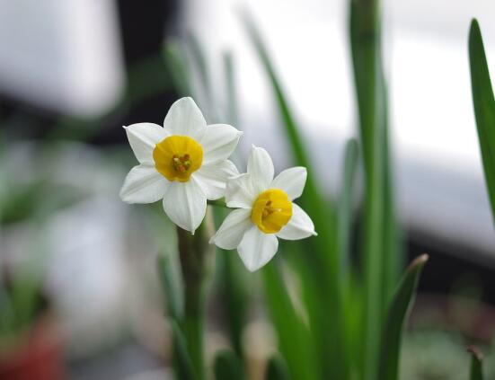 水仙花什么季節(jié)開花，水仙花花期在冬季開放