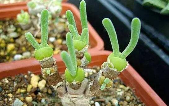 碧光環(huán)用什么土種，透氣透水土壤是必要種植條件