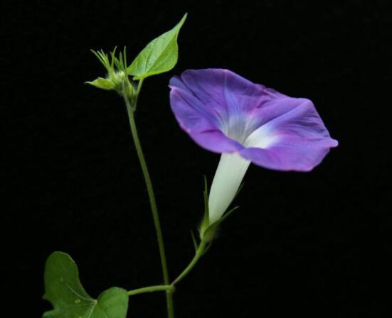 牽牛花的精神是什么，頑強(qiáng)不屈，努力拼搏，積極向上