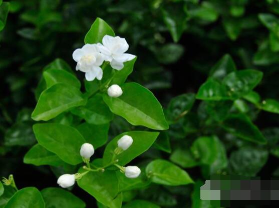 茉莉花掉葉子怎么辦，四種原因以及解決辦法
