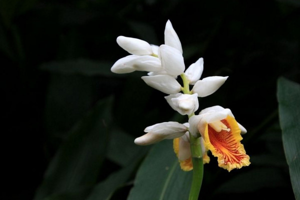 姜花的花語是什么，將記憶永遠(yuǎn)留在夏天