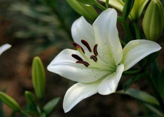 百合花葉子發黃怎么辦，教你五種方法讓它恢復生機