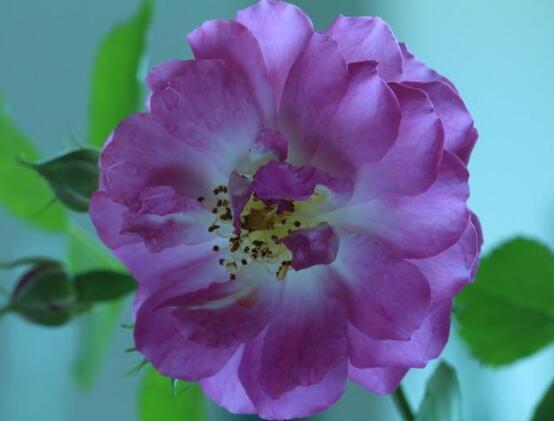 薔薇花怎么澆水，薔薇花澆水方法