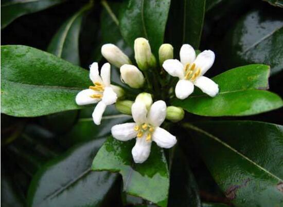 平安樹(shù)開(kāi)花嗎，平安樹(shù)養(yǎng)多久可以開(kāi)花