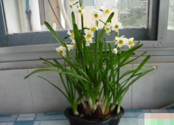 仙花的栽培技術(shù)，擇八厘米以上鱗莖/疏松透氣土壤與紫砂盆