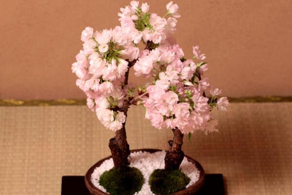 櫻花怎么養才能長的好，櫻花日常養護5大要點