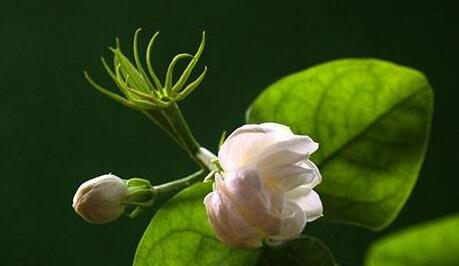 茉莉的養(yǎng)殖方法和注意事項(xiàng)，過多的澆水會(huì)導(dǎo)致茉莉死亡