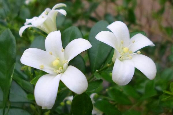 怎么讓九里香開花，5個(gè)要點(diǎn)可讓它的花開得更旺、更久