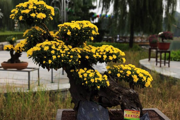 菊花怎么催花，保證養(yǎng)分充足并加強光照