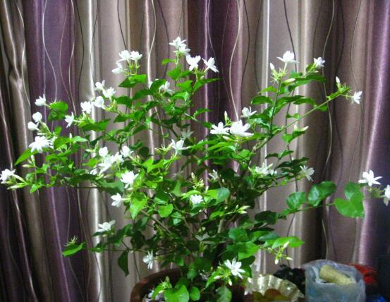 茉莉花什么時候開花，茉莉花一年可開三次花