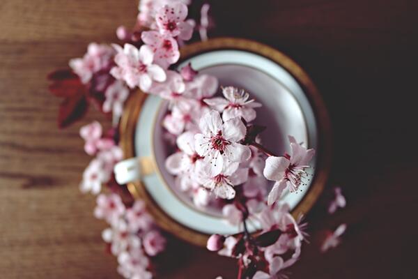櫻花的繁殖方法，櫻花繁殖以扦插、播種以及嫁接為主