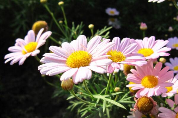 菊花能放在室內(nèi)嗎，可以放室內(nèi)但要保證光照以及通風