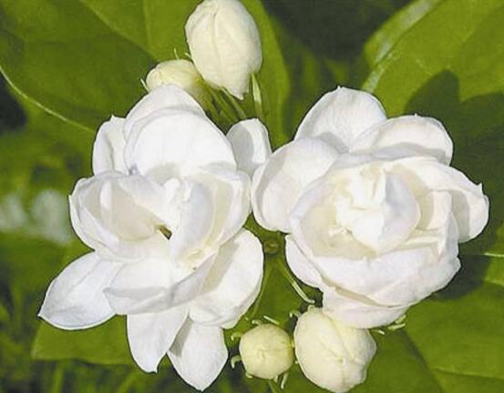 茉莉花爛根了怎么辦，換土換盆洗凈重新種植