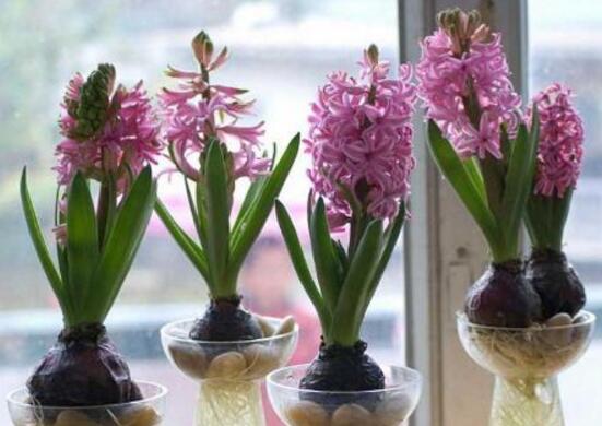 風(fēng)信子開(kāi)花后怎么處理，開(kāi)花后處理方法