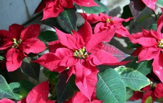 一品紅什么時候開花，一品紅在每年12月至翌年2月開花