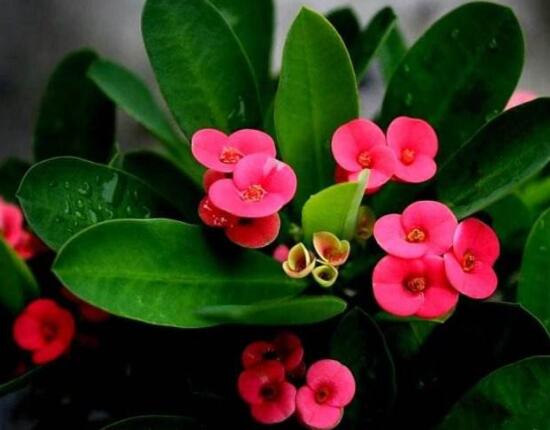 虎刺梅不開花什么原因，老農(nóng)總結(jié)最實(shí)用三種解決方法