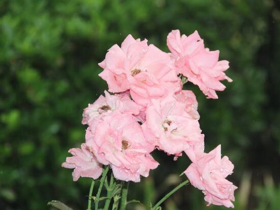 薔薇花的風水作用，盤點薔薇花六大風水作用