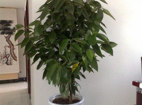 平安樹(shù)圖片，平安樹(shù)開(kāi)花圖片