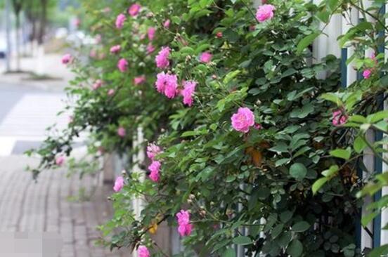 薔薇花語(yǔ)是什么，薔薇花語(yǔ)代表著美好的愛(ài)情與愛(ài)的思念